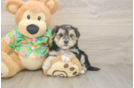 Adorable Morkshire Terrier Designer Puppy