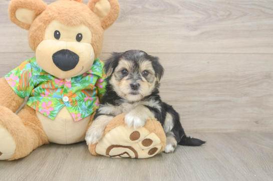 Adorable Morkshire Terrier Designer Puppy