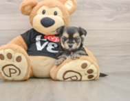 6 week old Morkie Puppy For Sale - Pilesgrove Pups