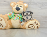 9 week old Morkie Puppy For Sale - Pilesgrove Pups