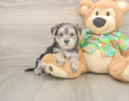 8 week old Morkie Puppy For Sale - Pilesgrove Pups
