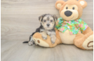 Best Morkie Baby