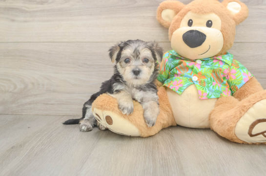 Best Morkie Baby