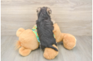 Morkie Pup Being Cute