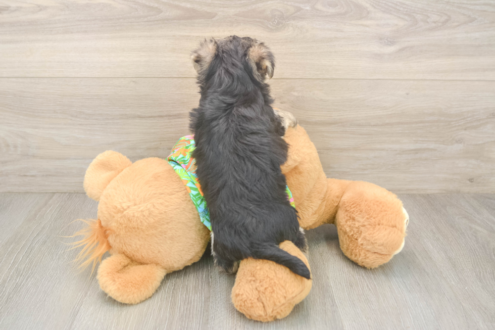 Morkie Pup Being Cute