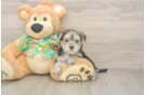 Morkie Pup Being Cute