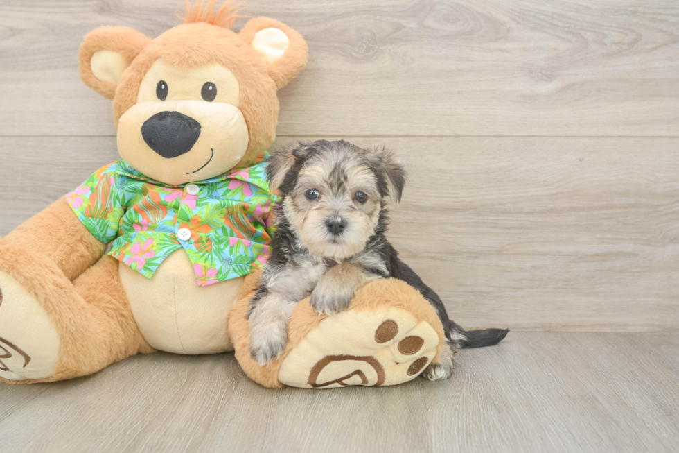 Morkie Pup Being Cute