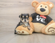 6 week old Morkie Puppy For Sale - Pilesgrove Pups