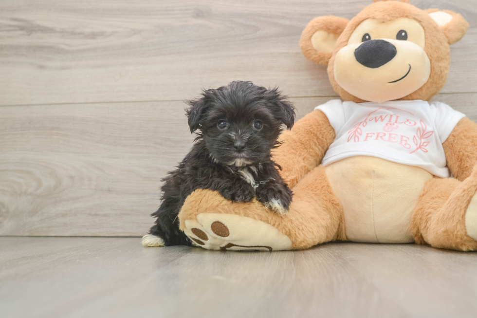 Smart Morkie Designer Pup