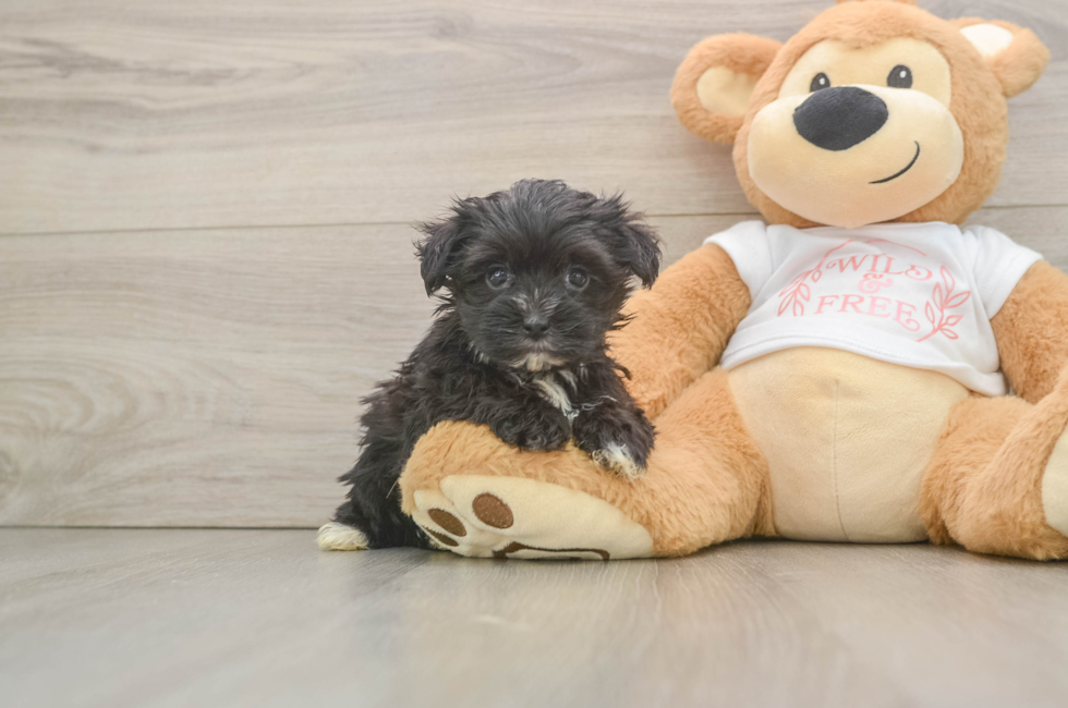 6 week old Morkie Puppy For Sale - Pilesgrove Pups