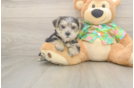 Best Morkie Baby
