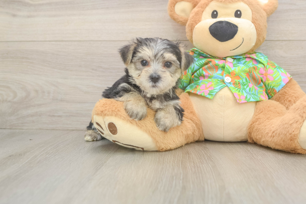 Best Morkie Baby