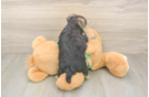 Playful Yorktese Designer Puppy