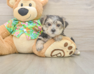 8 week old Morkie Puppy For Sale - Pilesgrove Pups