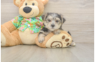 Fluffy Morkie Designer Pup