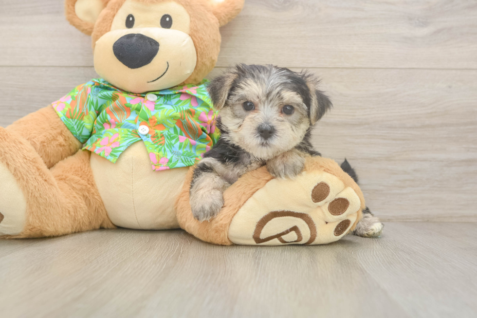 Fluffy Morkie Designer Pup