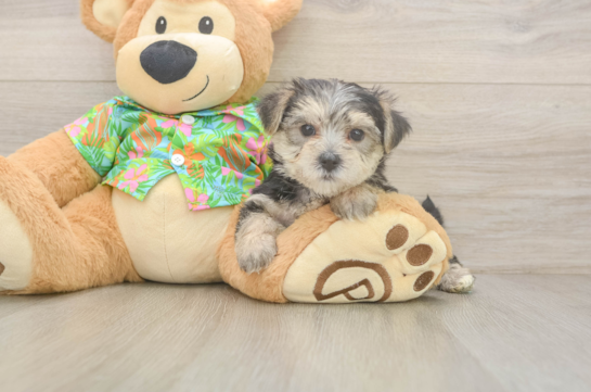 Fluffy Morkie Designer Pup