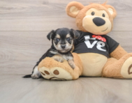6 week old Morkie Puppy For Sale - Pilesgrove Pups
