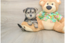 Morkie Puppy for Adoption