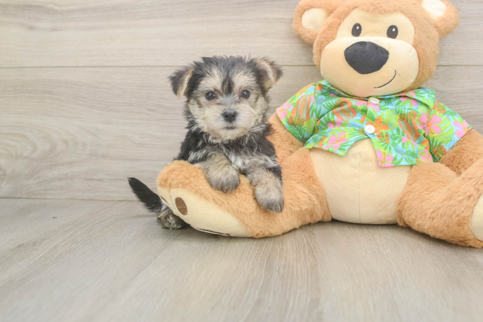 Morkie Puppy for Adoption