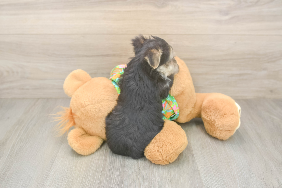 Morkie Puppy for Adoption