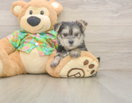 8 week old Morkie Puppy For Sale - Pilesgrove Pups