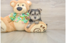 Morkie Pup Being Cute