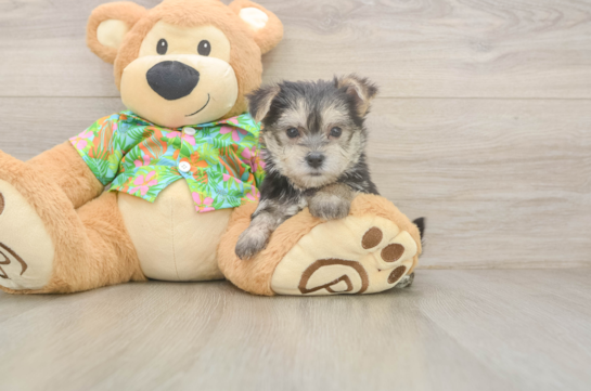 Morkie Pup Being Cute