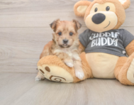 9 week old Morkie Puppy For Sale - Pilesgrove Pups