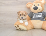 8 week old Morkie Puppy For Sale - Pilesgrove Pups