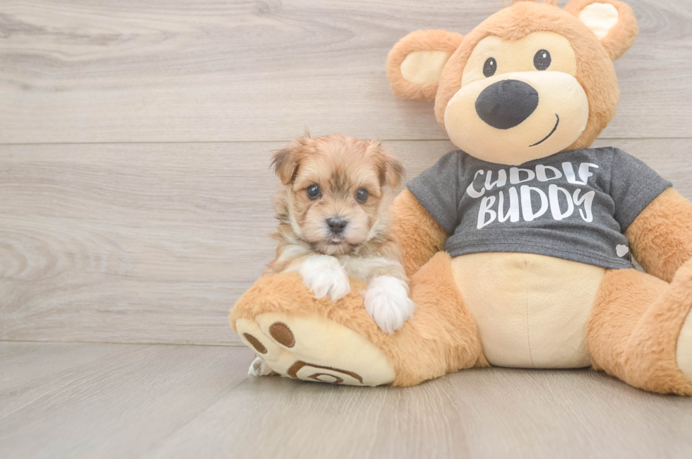 5 week old Morkie Puppy For Sale - Pilesgrove Pups