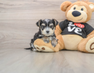 5 week old Morkie Puppy For Sale - Pilesgrove Pups