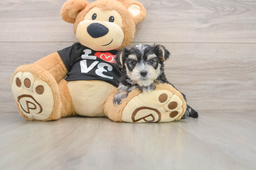 Smart Morkie Designer Pup
