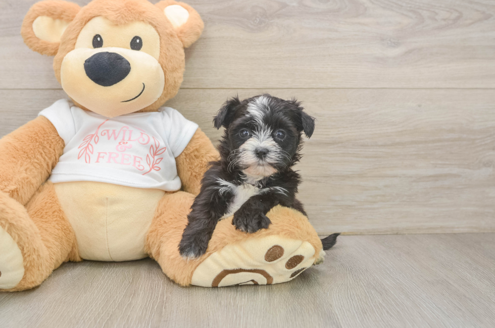 5 week old Morkie Puppy For Sale - Pilesgrove Pups