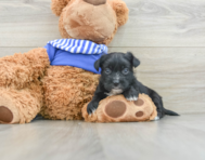 5 week old Morkie Puppy For Sale - Pilesgrove Pups