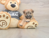 8 week old Morkie Puppy For Sale - Pilesgrove Pups