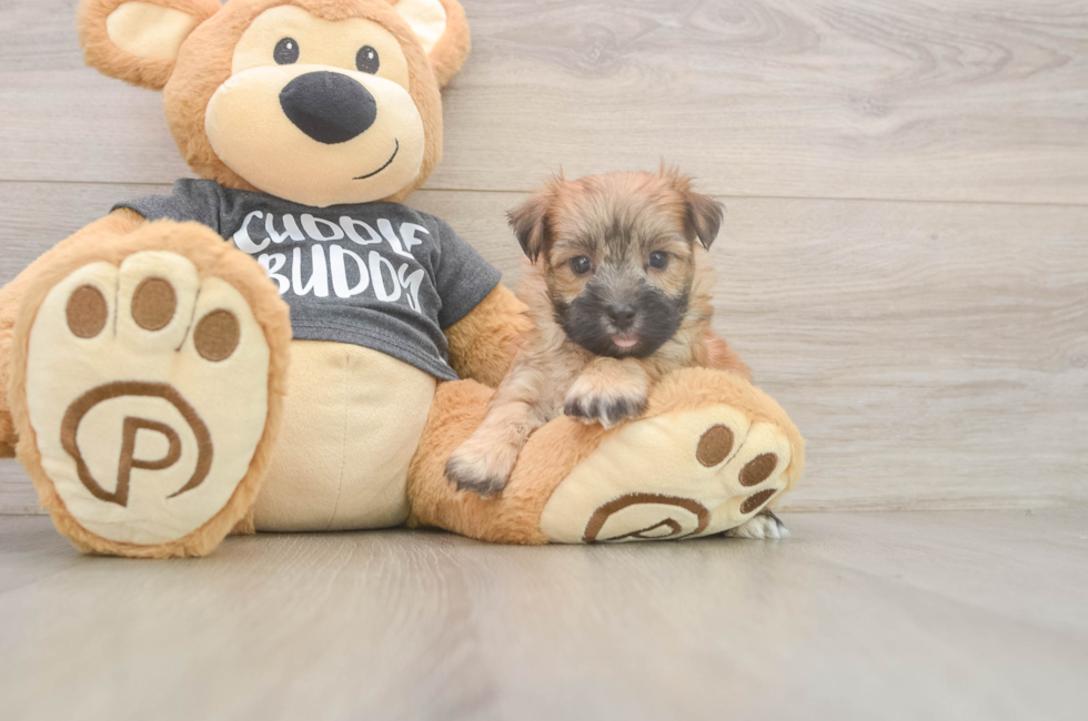 5 week old Morkie Puppy For Sale - Pilesgrove Pups