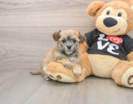 6 week old Morkie Puppy For Sale - Pilesgrove Pups