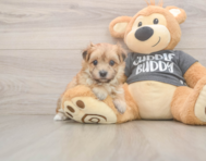 8 week old Morkie Puppy For Sale - Pilesgrove Pups