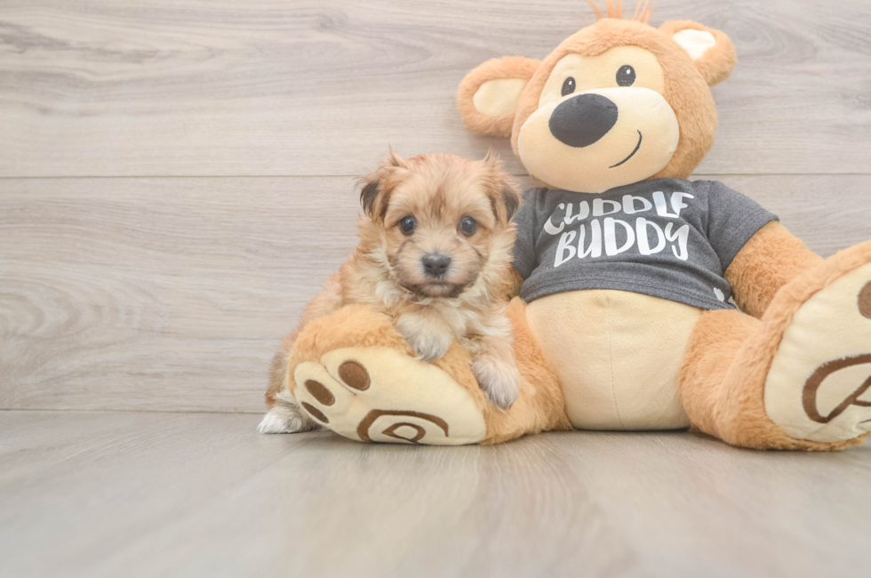 5 week old Morkie Puppy For Sale - Pilesgrove Pups