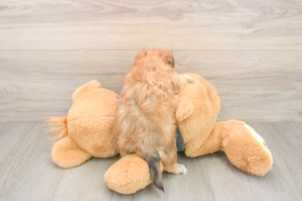 Morkie Pup Being Cute