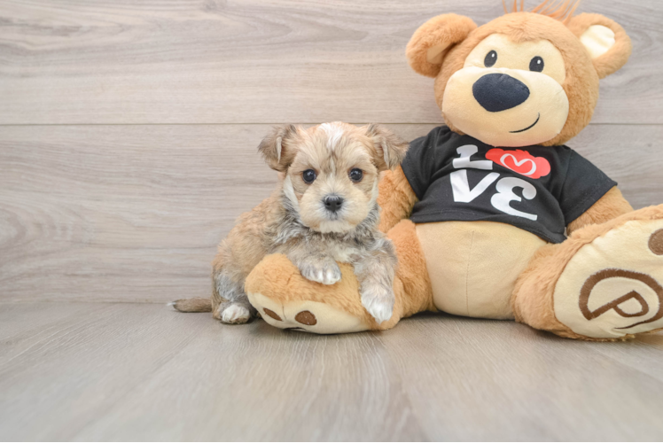 Friendly Morkie Baby