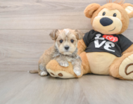 6 week old Morkie Puppy For Sale - Pilesgrove Pups