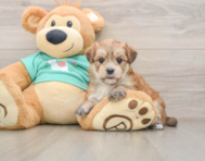 6 week old Morkie Puppy For Sale - Pilesgrove Pups