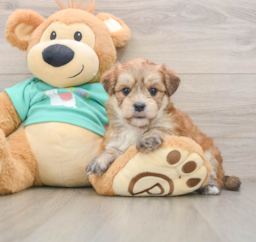 7 week old Morkie Puppy For Sale - Pilesgrove Pups