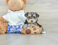 8 week old Morkie Puppy For Sale - Pilesgrove Pups