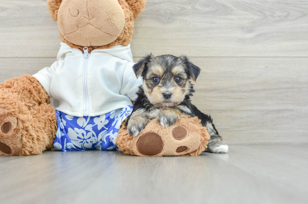 6 week old Morkie Puppy For Sale - Pilesgrove Pups