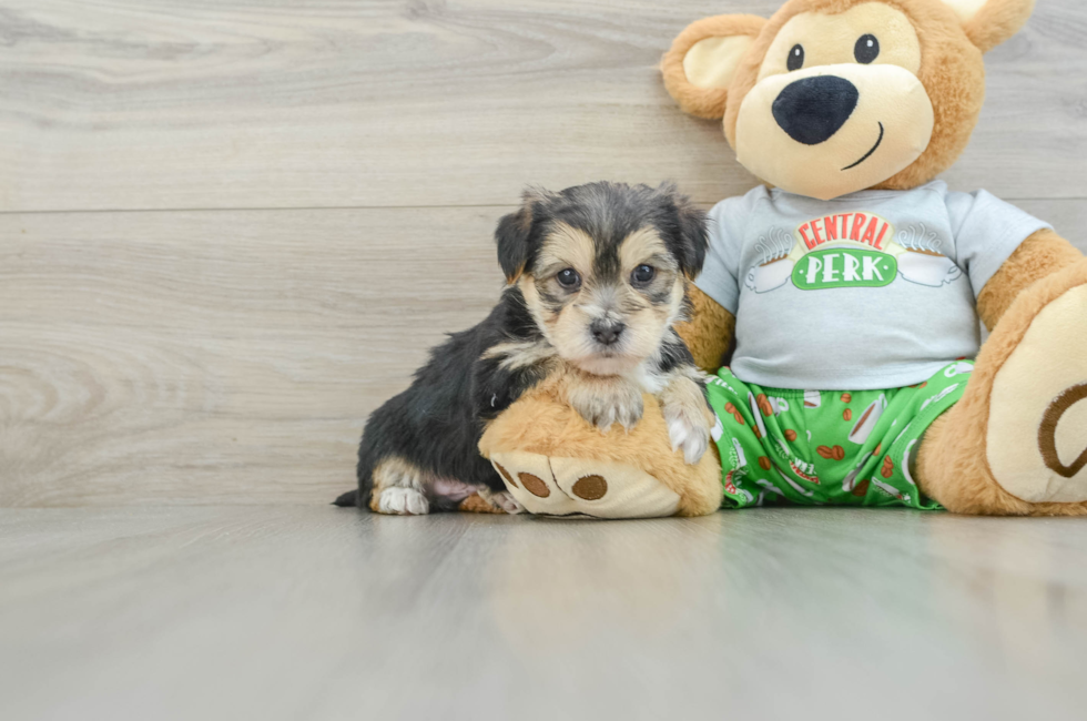 7 week old Morkie Puppy For Sale - Pilesgrove Pups