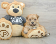 5 week old Morkie Puppy For Sale - Pilesgrove Pups