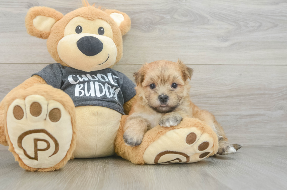 6 week old Morkie Puppy For Sale - Pilesgrove Pups